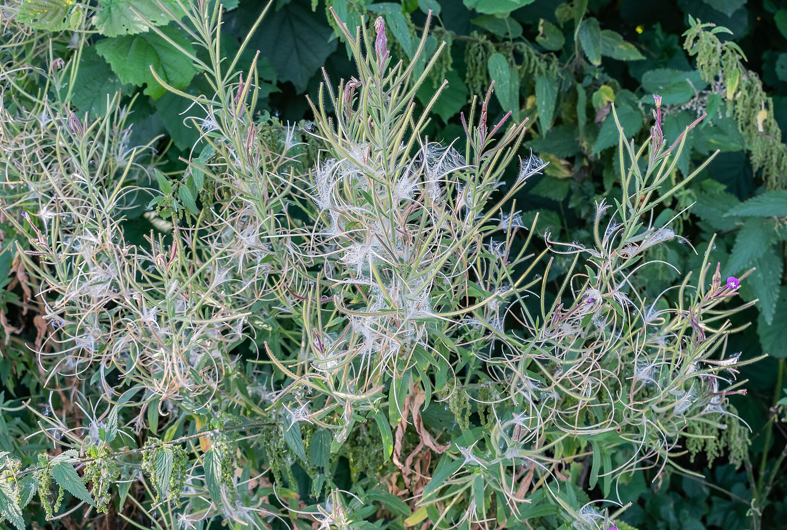 Epilobium hirsutum, commonly known as hairy willowherb,  plant with thin stems and small leaves against a green background