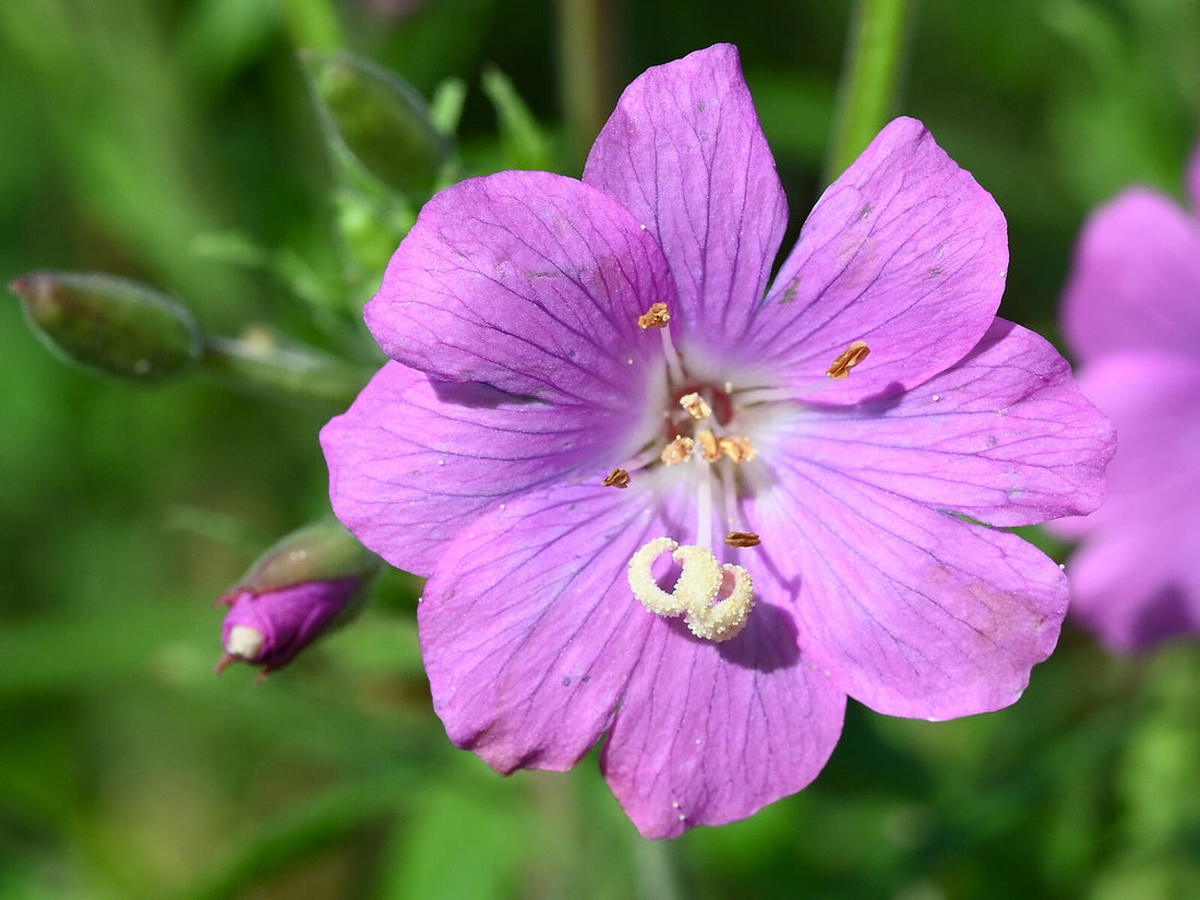 Close-up of a purple Epilobium hirsutum, commonly known as hairy willowherb, flower with a blurred green background