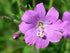 Close-up of a purple Epilobium hirsutum, commonly known as hairy willowherb, flower with a blurred green background