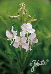 Epilobium angustifolium &