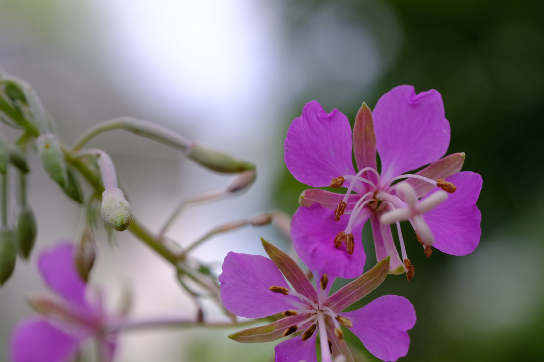 Epilobium angustifolium