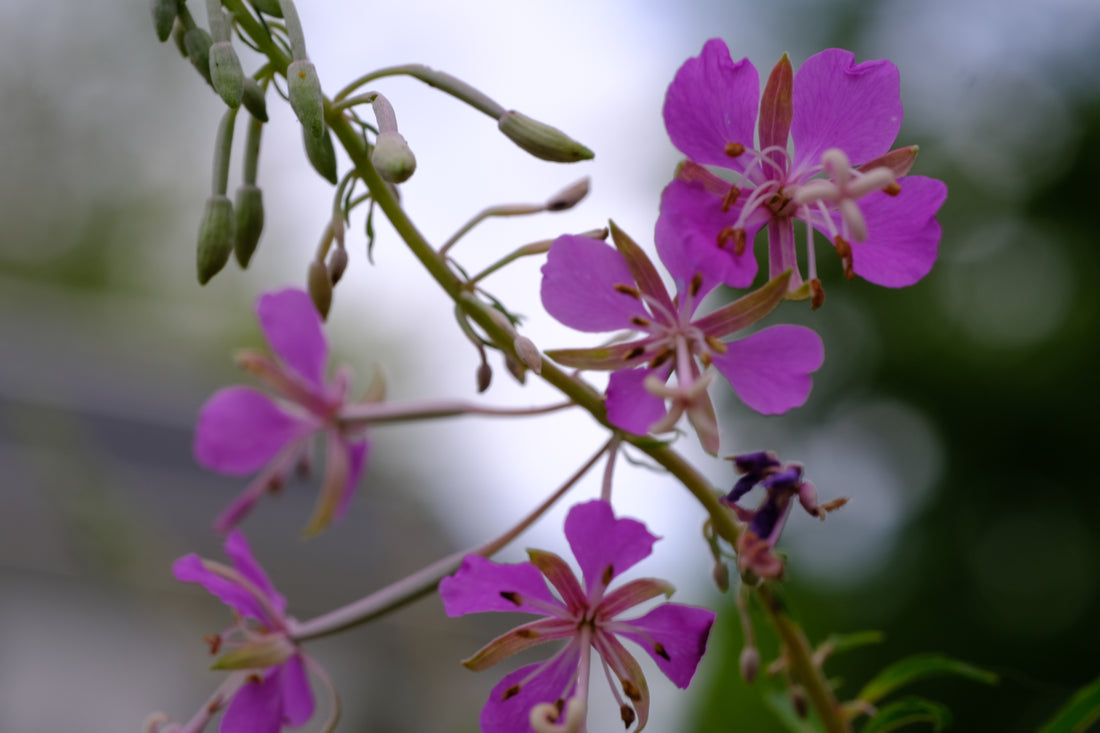 Epilobium angustifolium