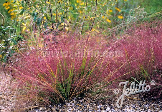 Eragrostis spectabilis (purple love grass)