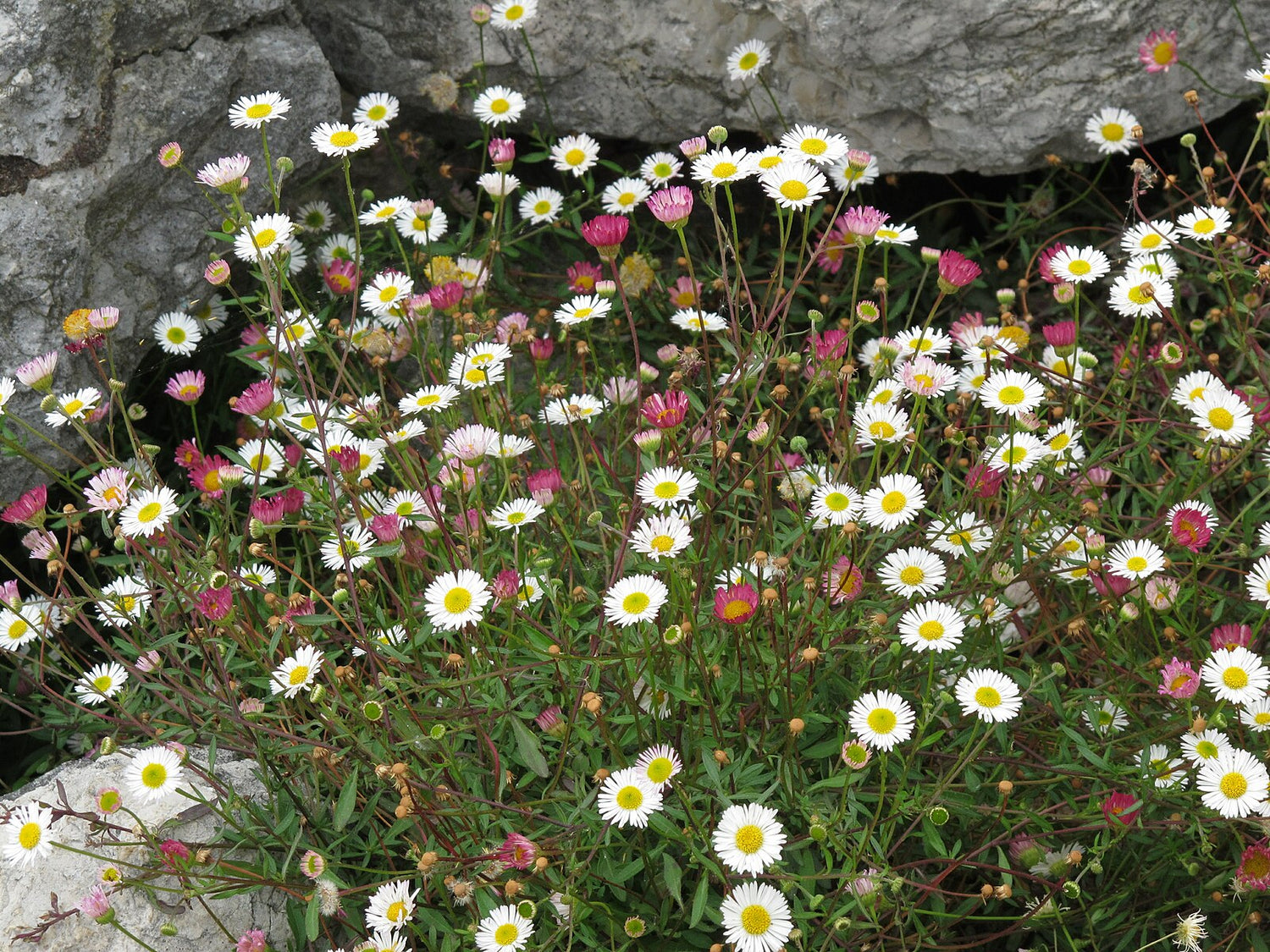 Erigeron karvinskianus, commonly known as Mexican fleabane, growing between rocks.