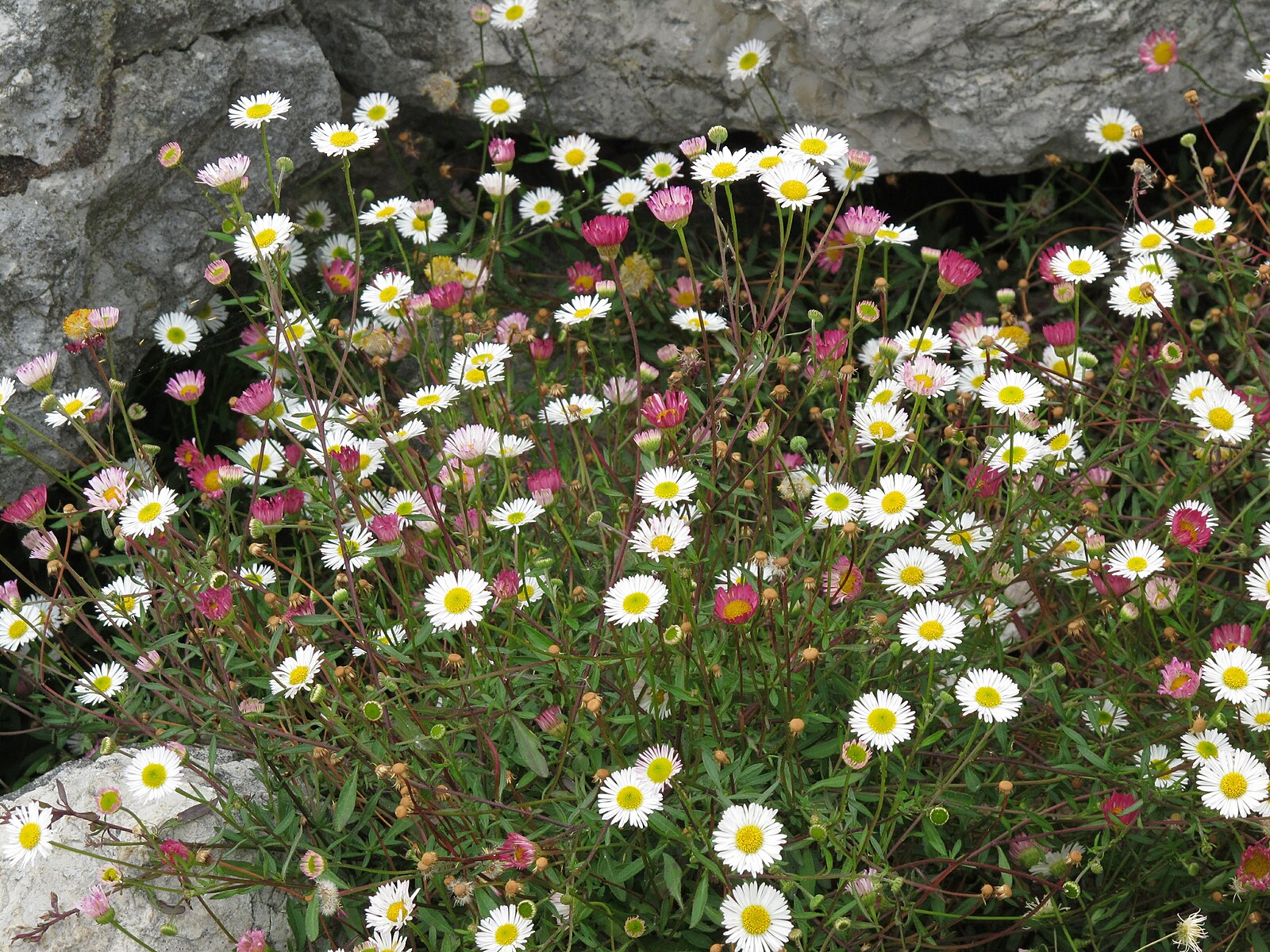 Erigeron karvinskianus, commonly known as Mexican fleabane, growing between rocks.