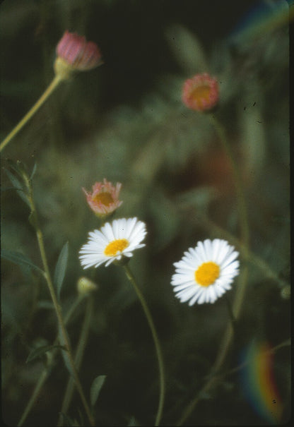 Close up image of Erigeron karvinskianus, commonly known as Mexican fleabane, pink, yellow, and white blooms against a green background. 