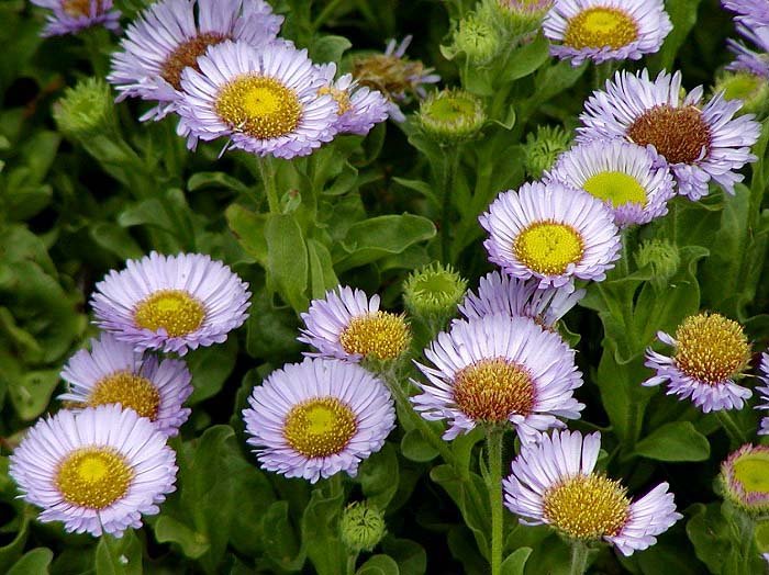 Erigeron glaucus (seaside daisy)