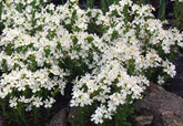 Erinus alpinus var. albus (white fairy foxglove) in bloom