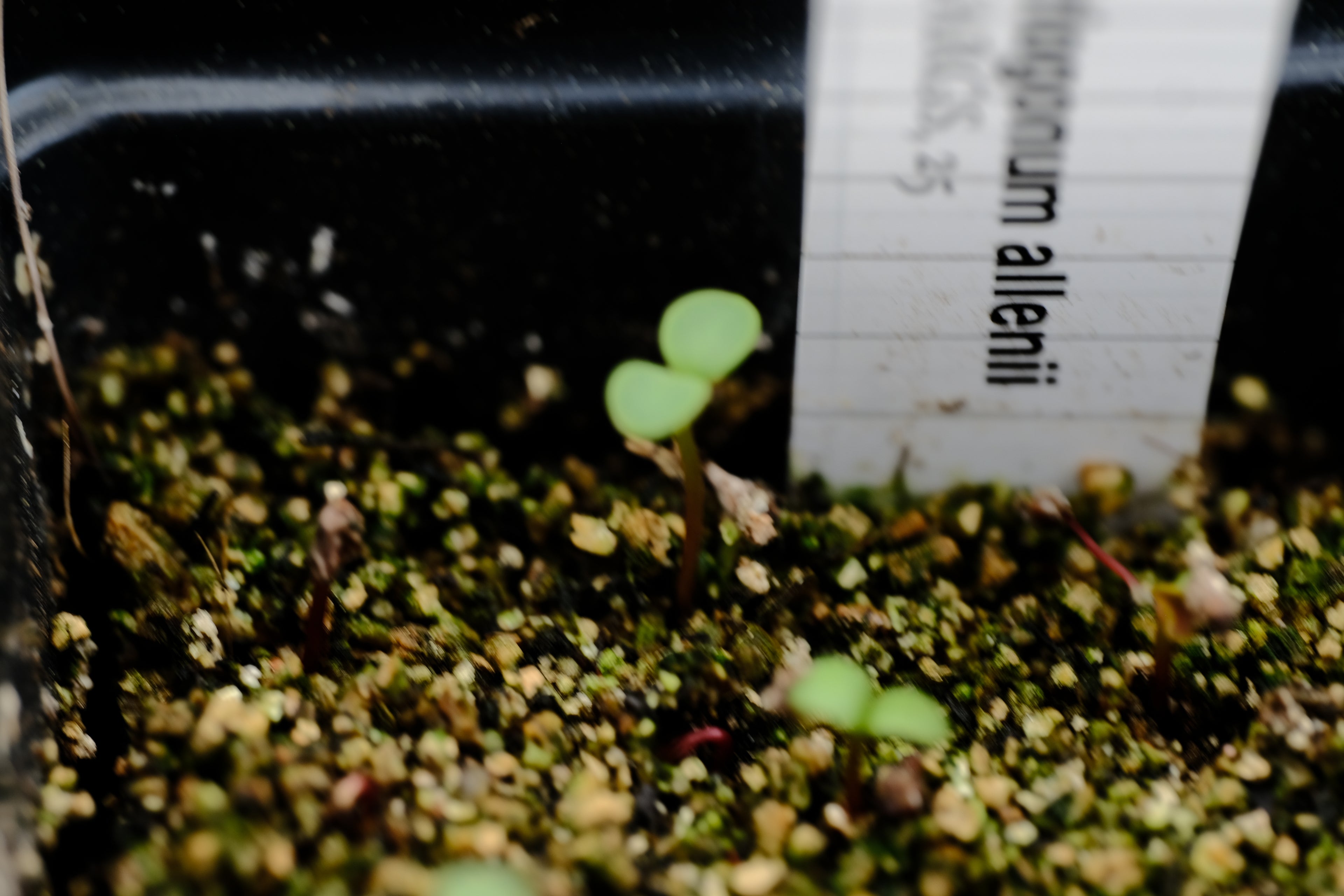 Eriogonum allenii | shale barren buckwheat seedling