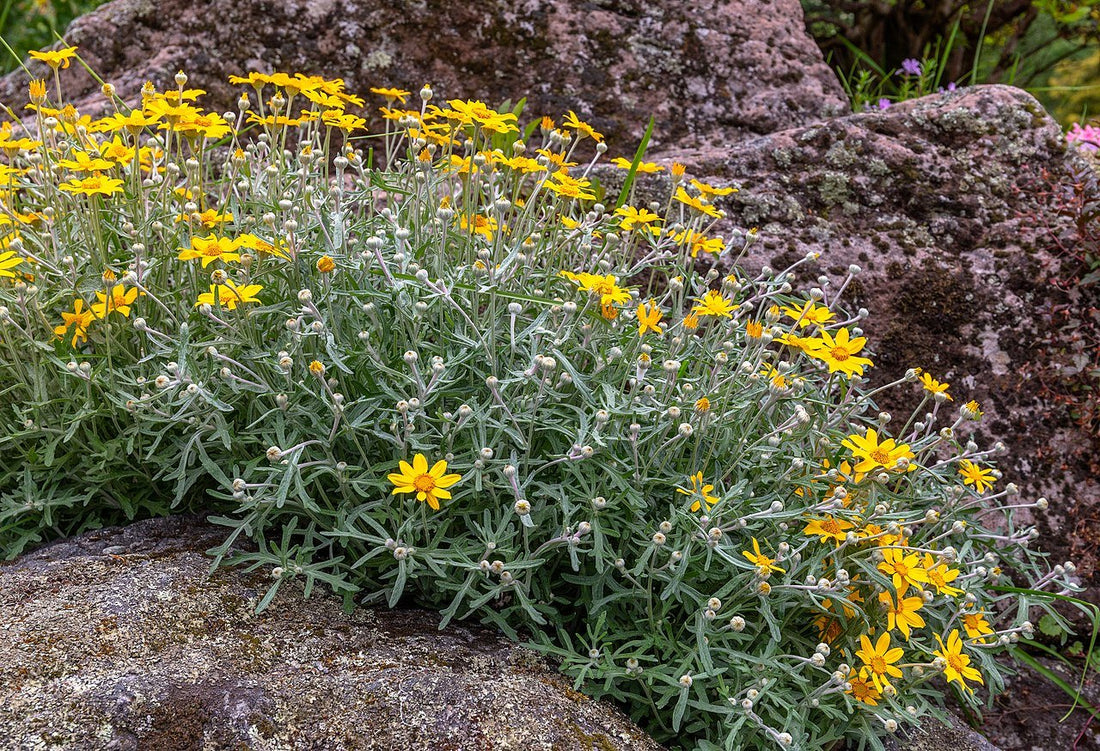 Eriophyllum lanatum (Oregon sunshine)