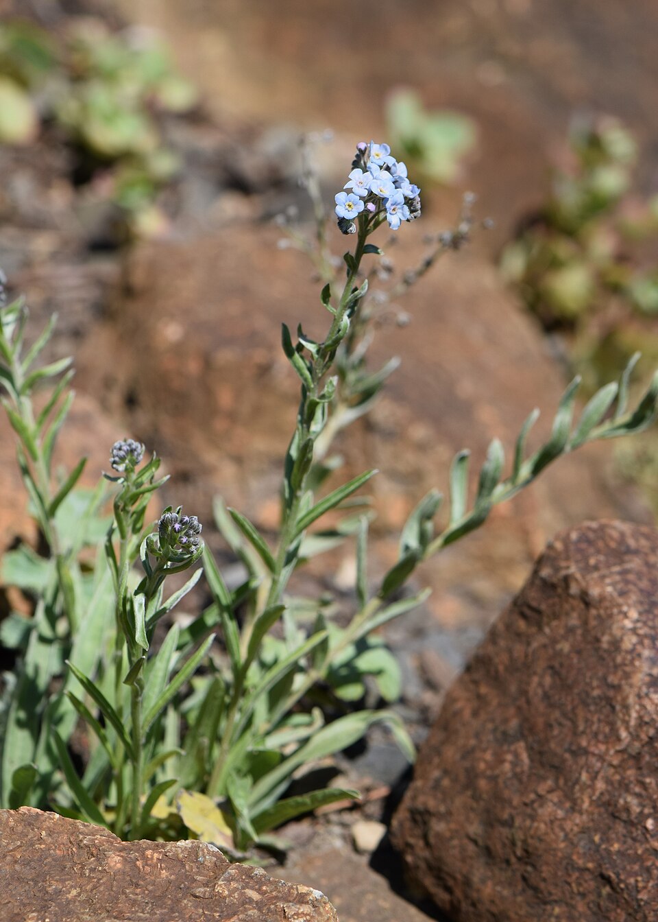Small blue Eritrichium canum, commonly known as alpine forget-me-not, flowers growing among rocks on a rocky surface
