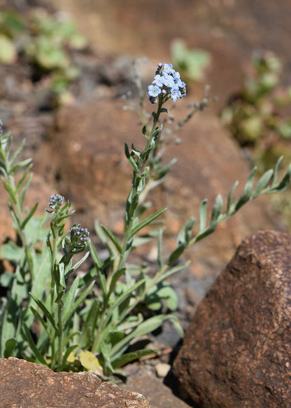 Small blue Eritrichium canum, commonly known as alpine forget-me-not, flowers growing among rocks on a rocky surface