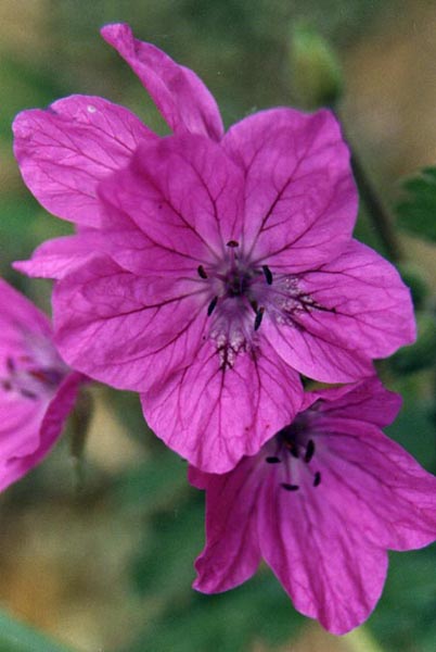 Erodium manescavii (heronsbill) blooms