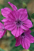 Erodium manescavii (heronsbill) blooms