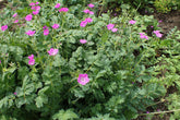 Erodium manescavii (heronsbill) form