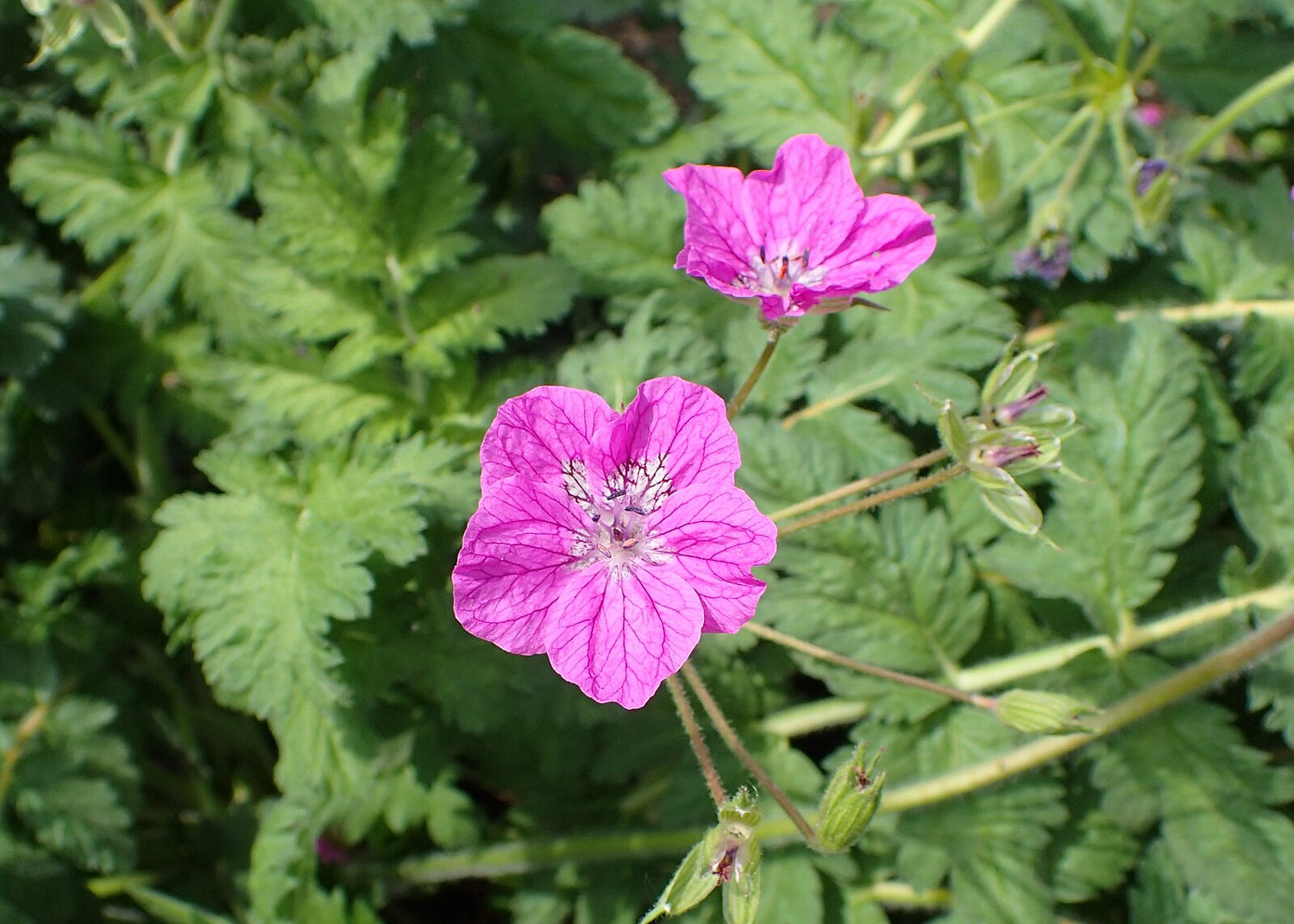 Erodium manescavii (heronsbill )foliage and flowers