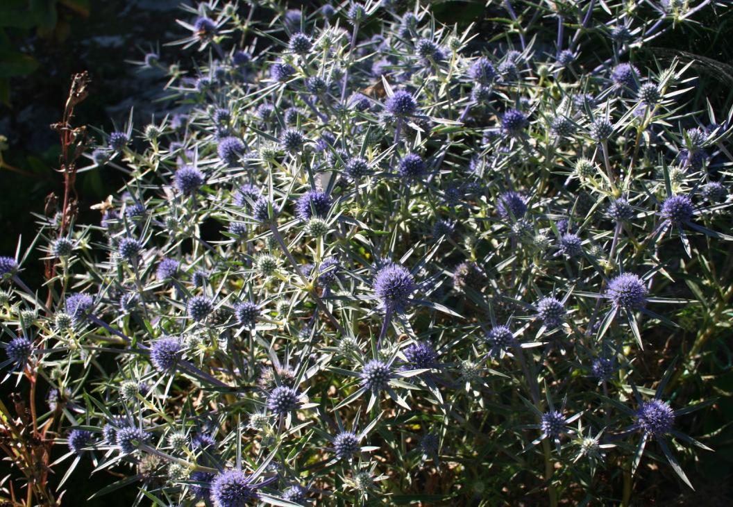 An image of Eryngium amethystinum, also known as amethyst sea holly, with its thistle-like purple flowers and silver-green foliage.