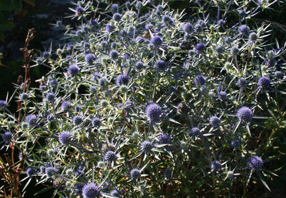 An image of Eryngium amethystinum, also known as amethyst sea holly, with its thistle-like purple flowers and silver-green foliage.