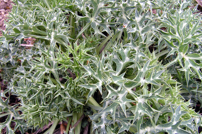 Close-up of a Eryngium bourgatii, commonly known as Mediterranean sea holly, plant with spiky green and white leaves