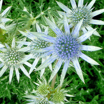 Close-up of blue Eryngium bourgatii, commonly known as Mediterranean sea holly, flowers with green leaves