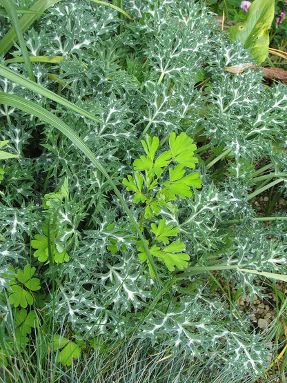 Close-up of a Eryngium bourgatii, commonly known as Mediterranean sea holly, plant with variegated green and white leaves. 