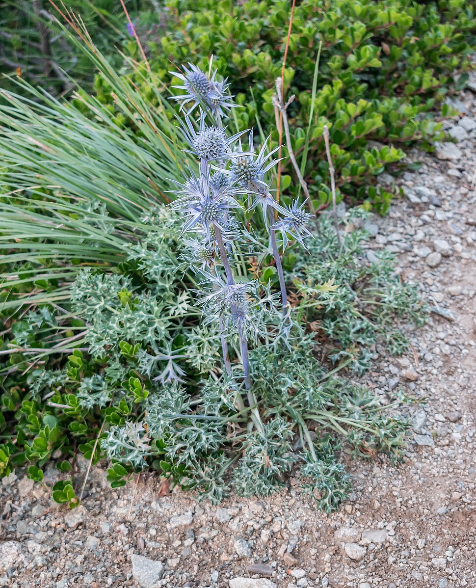 Spiky Eryngium bourgatii, commonly known as Mediterranean sea holly, plant with grayish-green leaves and silver-blue flowers on a rocky ground with greenery in the background