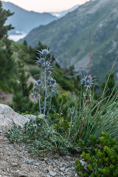 Mountain landscape with rocky terrain and focus on Eryngium bourgatii, commonly known as Mediterranean sea holly, plant in bloom.