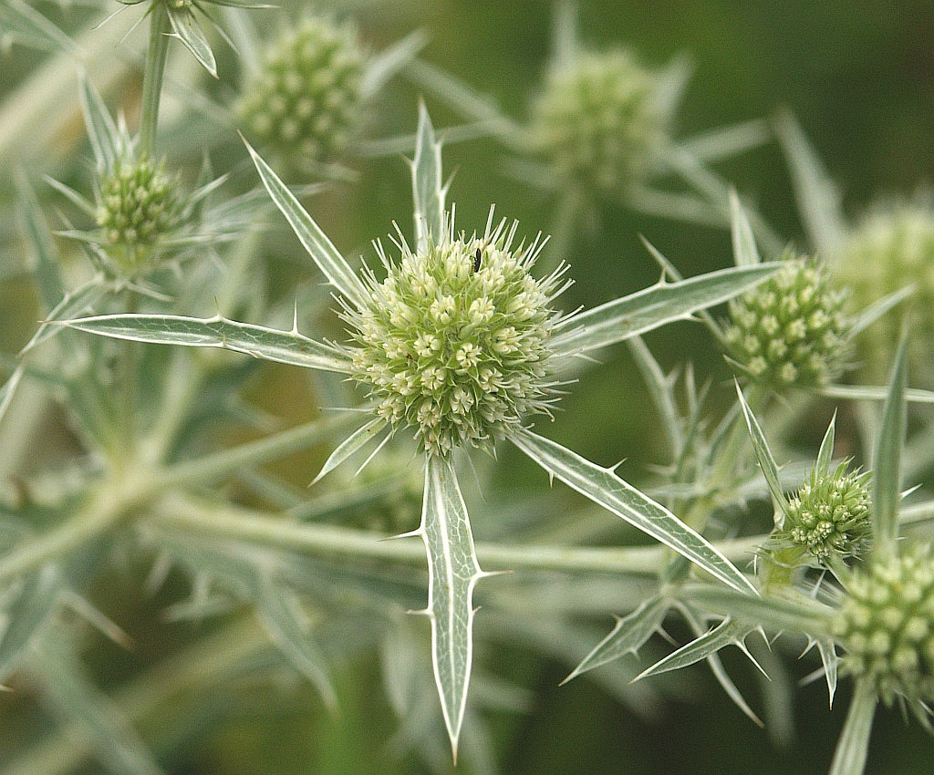 Close-up of Eryngium campestre, also known as field eryngo, showing its spiky leaves and green flower head.