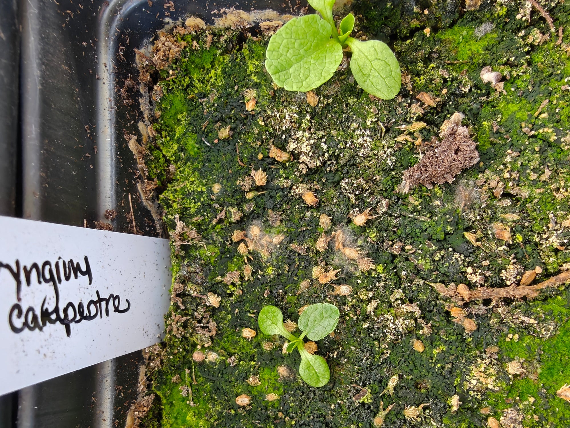 Small green Eryngium campestre seedlings growing on a mossy surface with a label in the background.