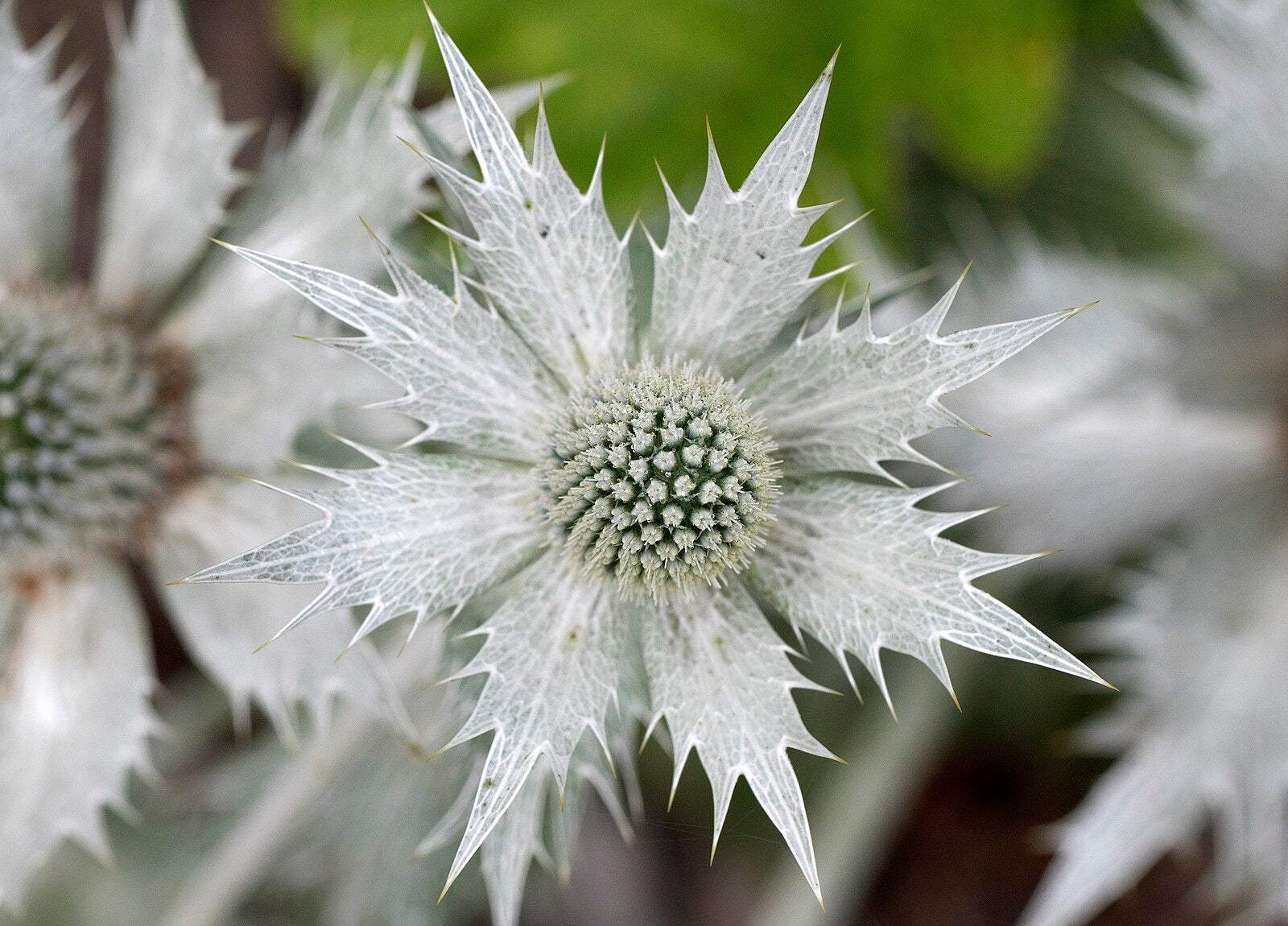 A close-up image of Eryngium giganteum &