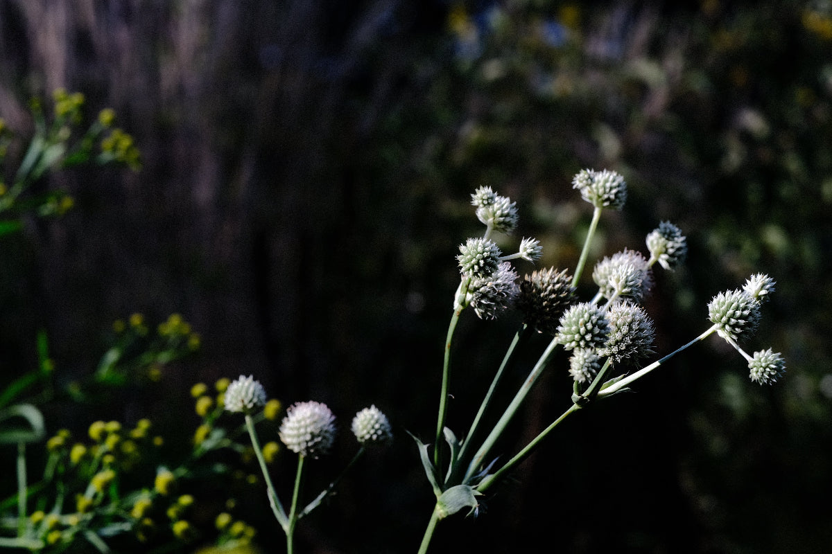 Eryngium yuccifolium (rattlesnake master) in the late summer garden at The Old Dairy Nursery