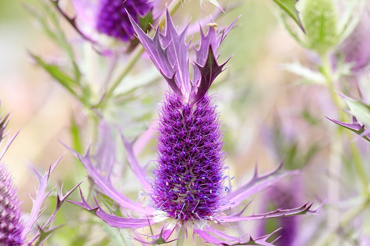 Eryngium leavenworthii (false purple thistle)