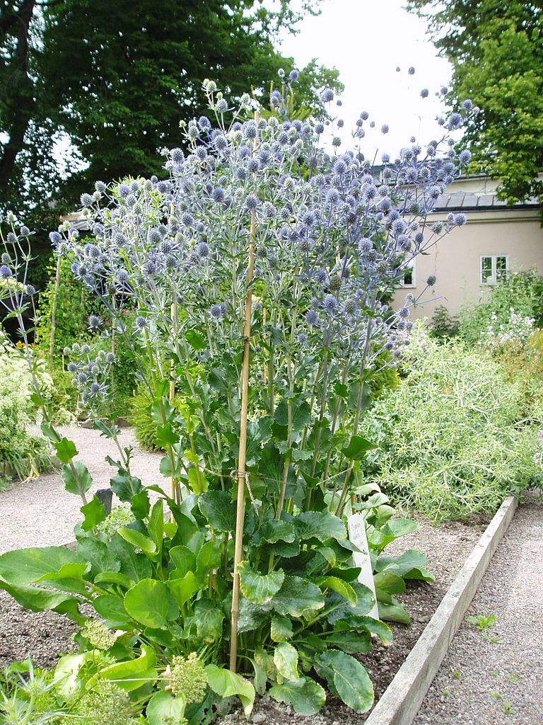 Eryngium planum (flat sea holly) in garden