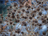 Eryngium planum (flat sea holly) dried seed heads