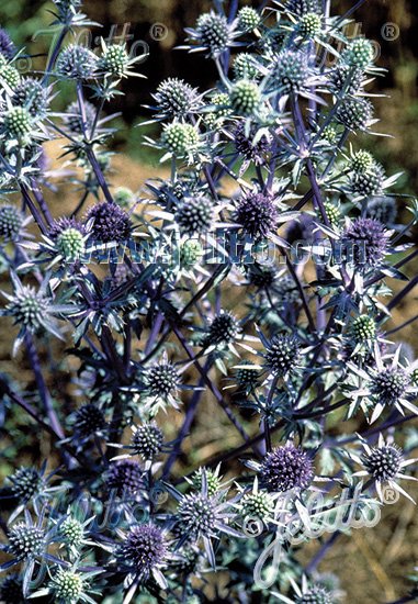 Eryngium planum &