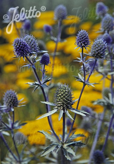 Eryngium planum &