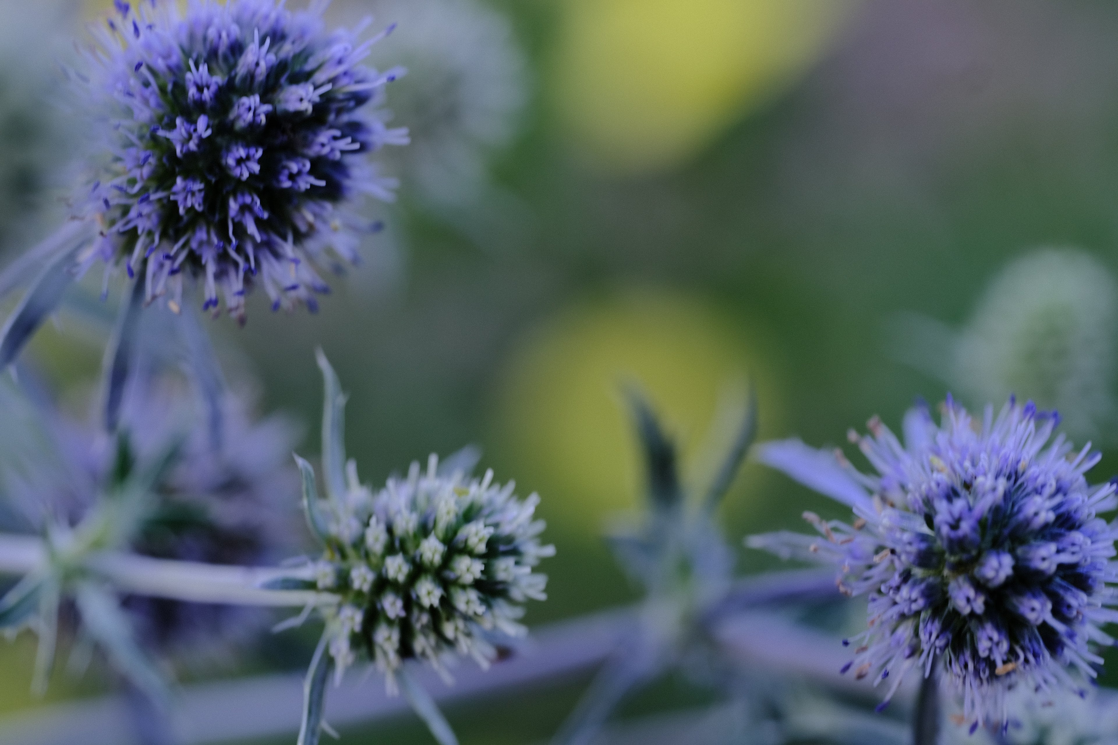 Eryngium planum (flat sea holly) blooms