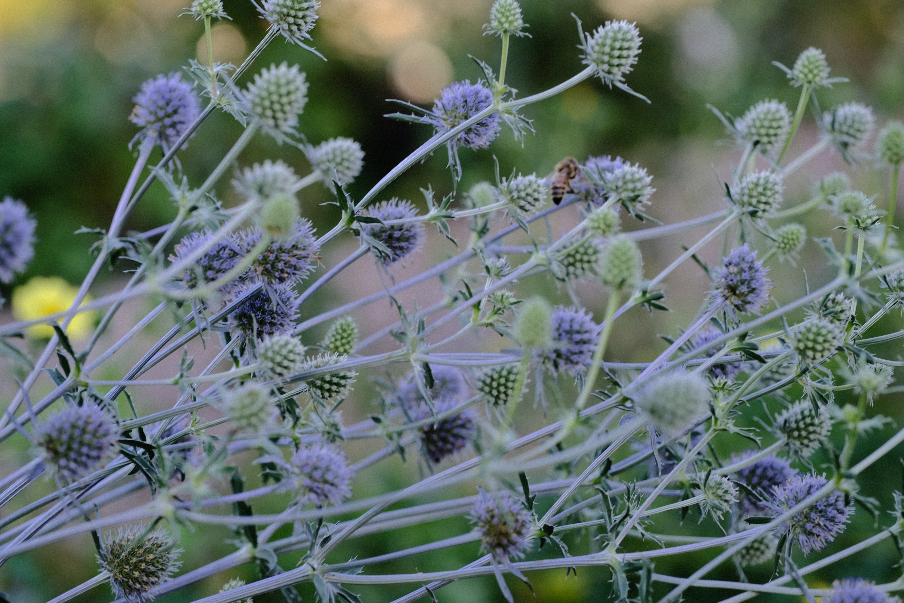 Eryngium planum (flat sea holly) in full bloom