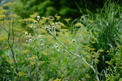 Image of white Eryngium yuccifolium, commonly known as rattlesnake master, flowers in a garden with yellow patrinia and green ornamental grasses.
