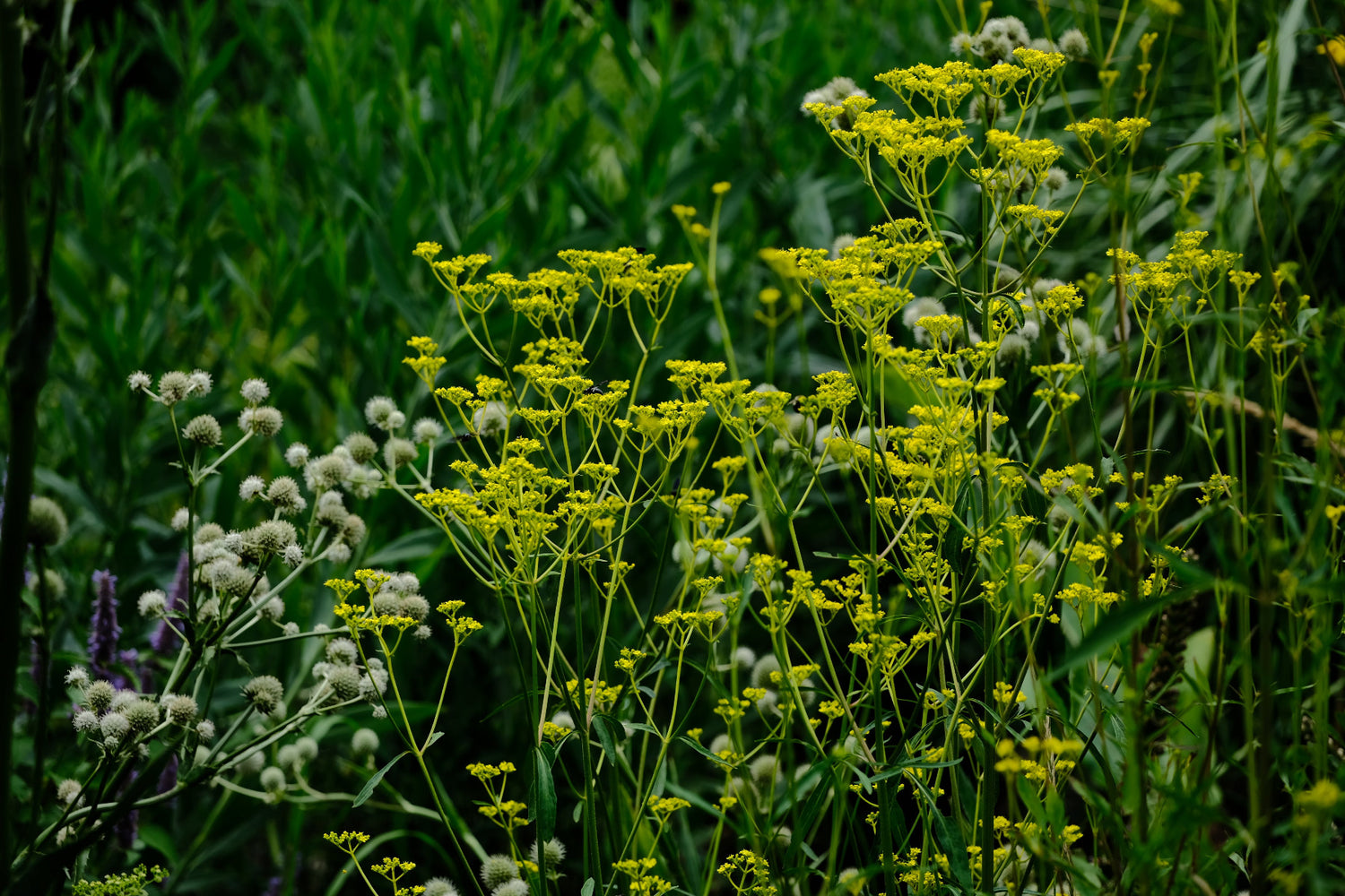 Image of white Eryngium yuccifolium, commonly known as rattlesnake master, blooming in a garden with yellow flowering Patrinia scabiosifolia (golden lace) with Boltonia asteroides &