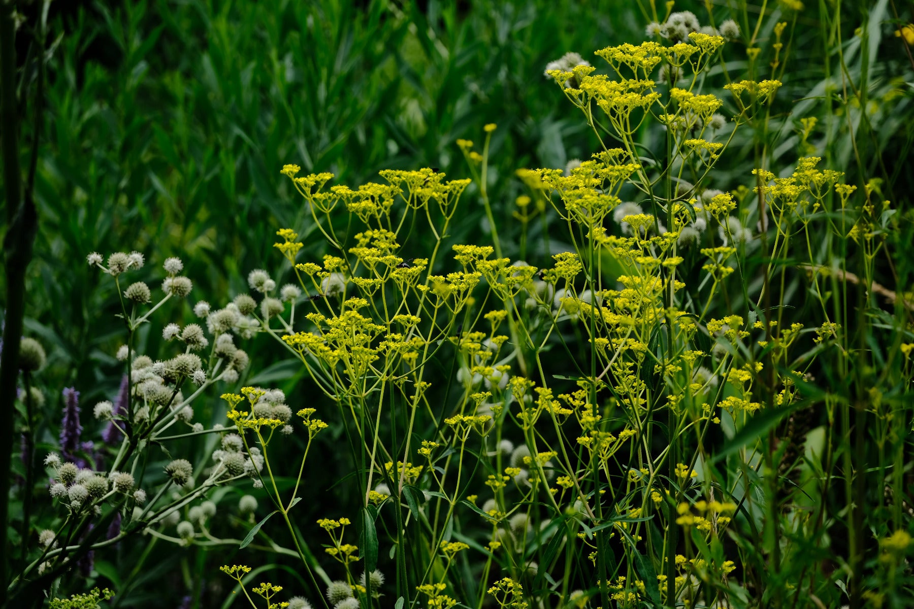 Image of white Eryngium yuccifolium, commonly known as rattlesnake master, blooming in a garden with yellow flowering Patrinia scabiosifolia (golden lace) with Boltonia asteroides &