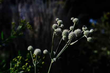 Eryngium yuccifolium (rattlesnake master) in bloom