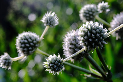 Eryngium yuccifolium (rattlesnake master) flowers