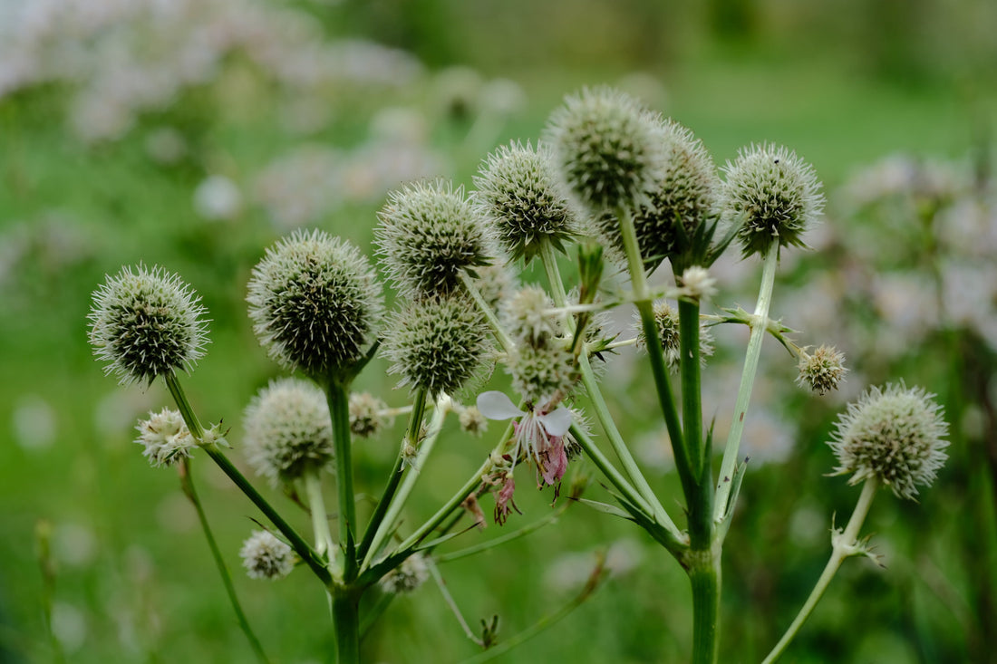 Image of white Eryngium yuccifolium, commonly known as rattlesnake master, flowers against a blurred green background. 