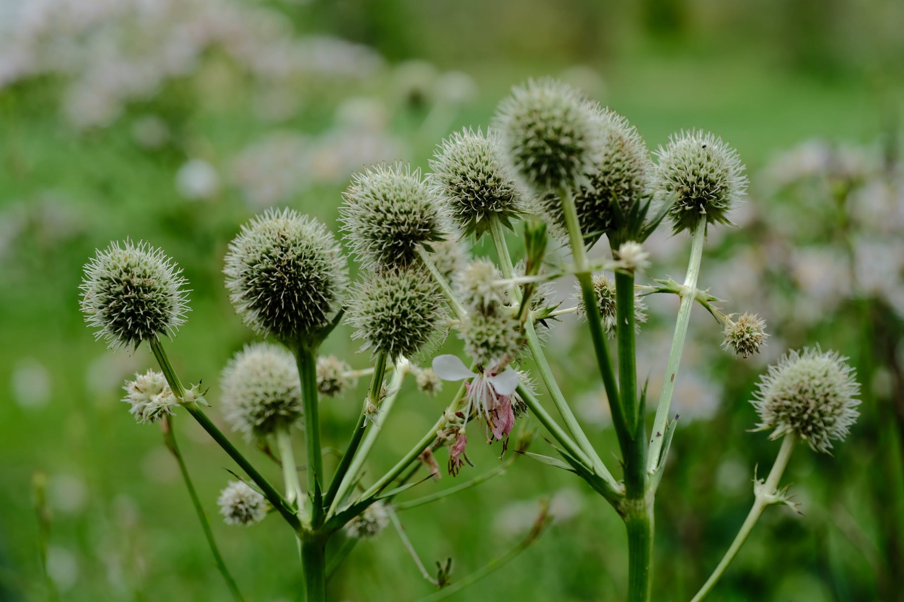 Image of white Eryngium yuccifolium, commonly known as rattlesnake master, flowers against a blurred green background. 
