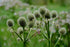 Image of white Eryngium yuccifolium, commonly known as rattlesnake master, flowers against a blurred green background. 