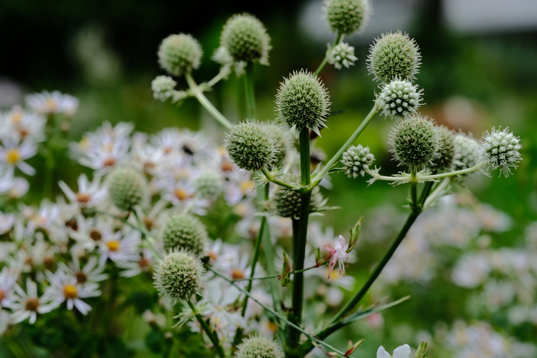Image of white Eryngium yuccifolium, commonly known as rattlesnake master, flowers against a background of pink and white aster flowers. 