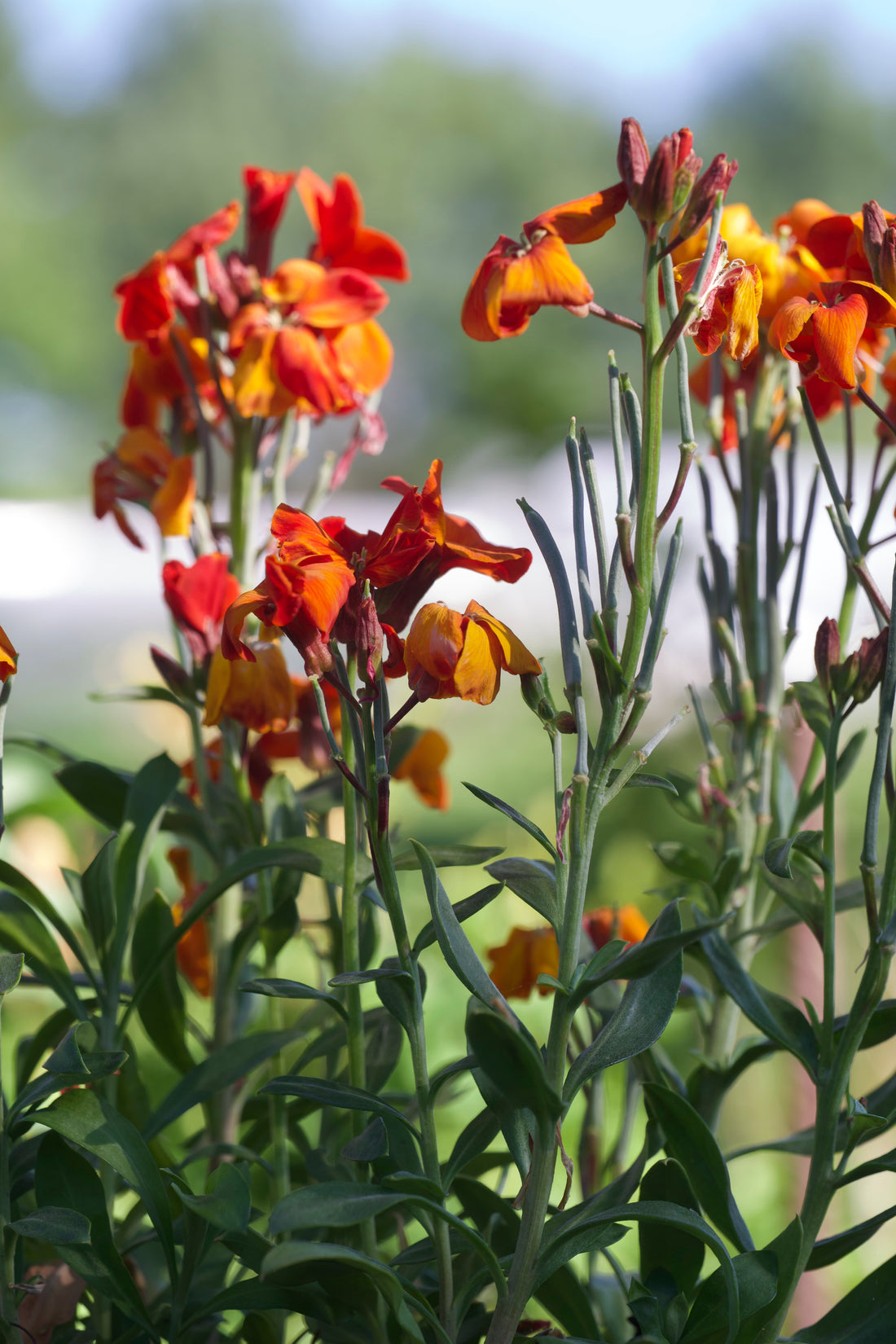 Red-orange blooms of Erysimum cheiri &