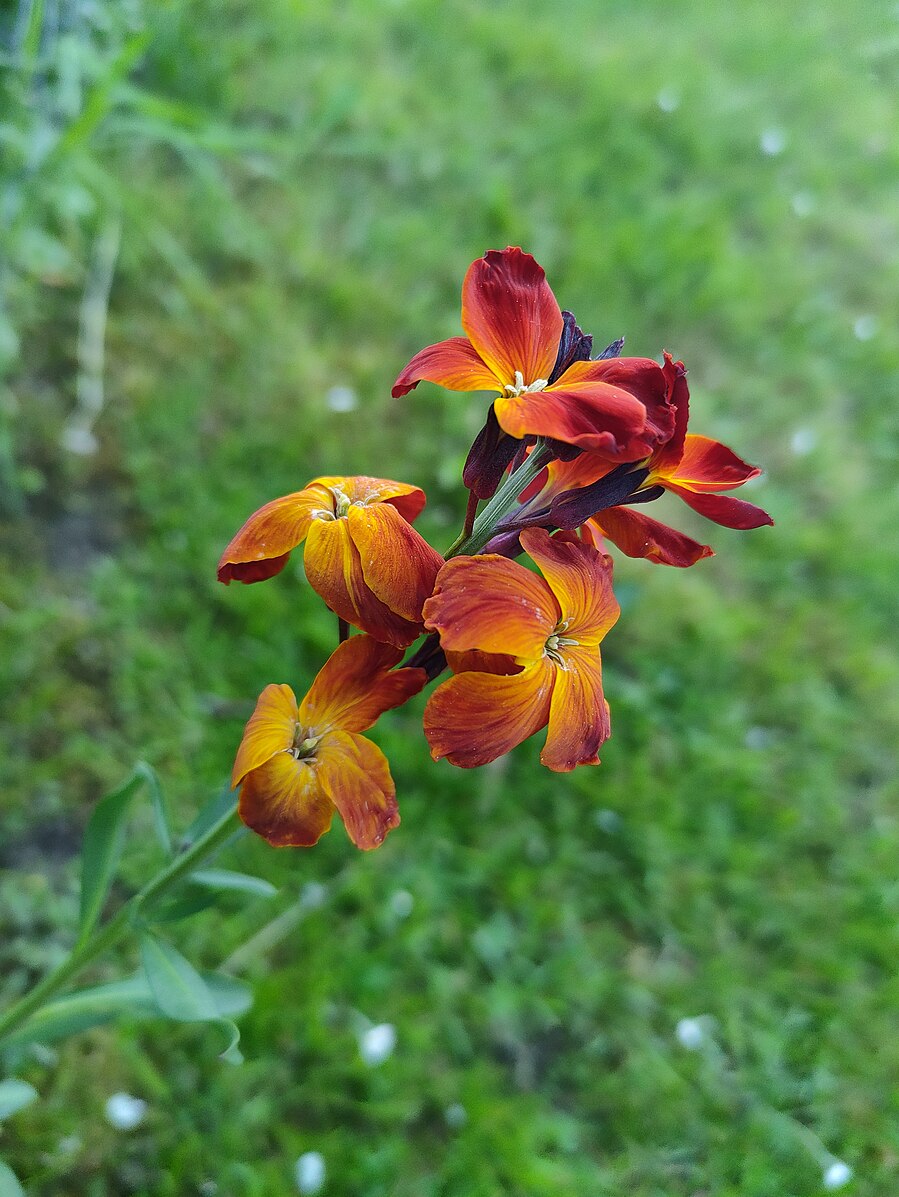 Erysimum cheiri &