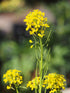 Erysimum hungaricum (wallflower) blooms